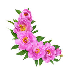Pink peony flowers in a round floral arrangement isolated on white or transparent background
