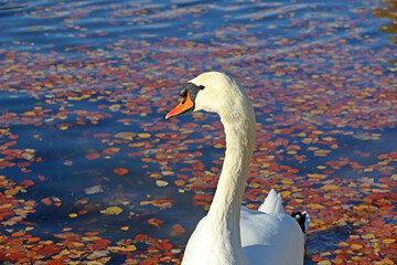 Swan on Decoy lake in Autumn	