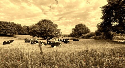 Cows repose in a verdant meadow, sheltered by a tree's canopy, while a sepia tone enhances the...
