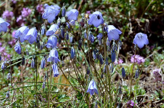 Campanulas (Campanula cochleariifolia also Campanula cochlearifolia) in the french Alps to La Plagne