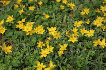 Yellow wild tulips bloom on green field in spring