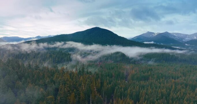 Mountain tops peeping out from pine tree forests. Mist spreading above the woods. Top view. Mount Rainer national park, Washington, USA.