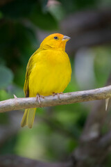 Brazilian Savannah Bird
The birds of Brazil are very beautiful and have many colors.