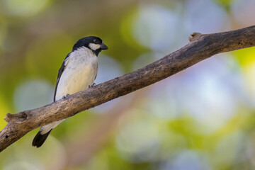 Brazilian Savannah Bird
The birds of Brazil are very beautiful and have many colors.