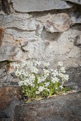 White flowers on rock with stone wall in background, selective focus.