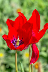 Des tulipes rouges