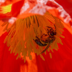 Une abeille butinant dans un coquelicot rouge