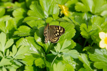 P2040609-SharpenAI-Speckled Wood Butterfly (Pararge aegeria) sitting on a green leaf in Zurich,...