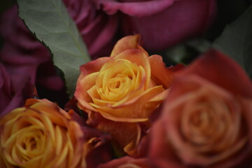 Eine Blühende Rose