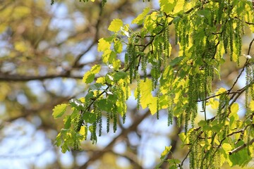 Inflorescences and young leaves of poplar on branches in spring