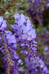 Purple Wisteria flowers on branches in the park on a blurred background
