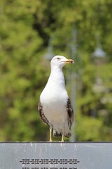 Larus argentatus seagull on the street of the city of Varna