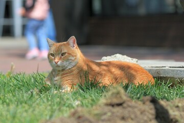 A red-haired cat lies on the grass in the park and basks in the sun
