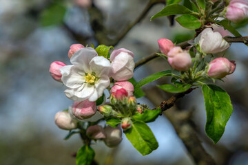 Obraz premium Apfelblüte (Macro)