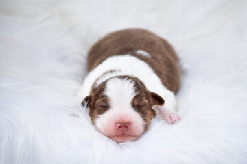 Newborn Australian Shepherd puppy sleeping on white wool background