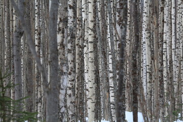 Obraz premium birch forests in early March