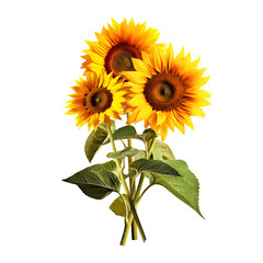 Obraz premium Beautiful realistic sunflowers bouquet isolated on transparent background, PNG illustration or postcard, greeting cards, scrapbooking, decoration.