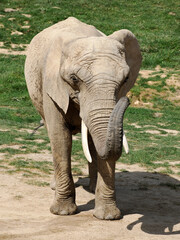 Closeup African elephant (Loxodonta africana) standing on ground and seen from front