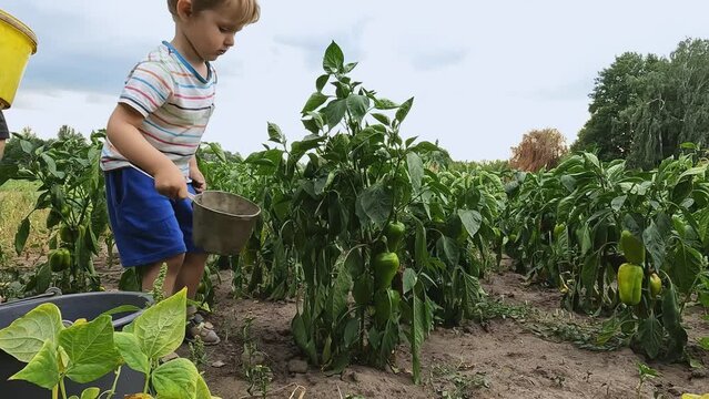 A child helps his father water the pepper growing in the ground.Concepts of nature, organic products, responsibility, agriculture, education, healthy eating, growing plants, harvesting, village, water