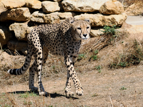 African Cheetah (Acinonyx jubatus) walking on ground among rocks