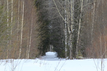 Old roads in the forests of northeastern Europe on a winter day