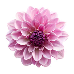 Dahlia flower on a transparent background. PNG.