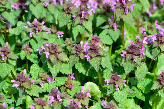 photos of wildflowers and wildflowers. dead nettle flower.