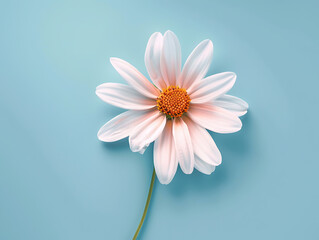 Beautiful colorful flower backgrounds are used for presentations or framed photos. Text background