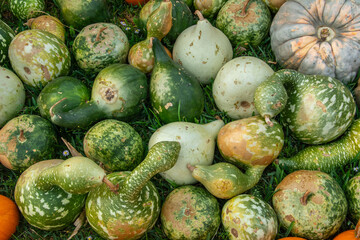 Different types of colorful pumpkins and squashes at a farmers market in Texas, USA