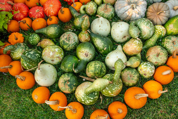 Different types of colorful pumpkins and squashes at a farmers market in Texas, USA