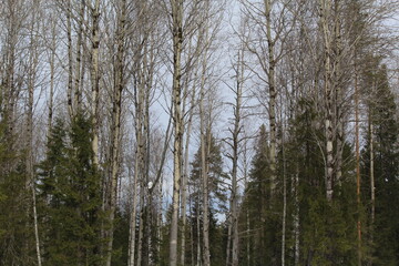 forests of northeastern Europe at the end of March