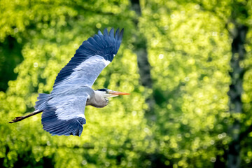 blue heron flying in the forest