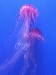 A couple of jellyfish floating in a blue aquarium.