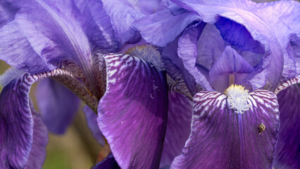 Close-up, Dark purple Iris falls, lighter color standers, white and yellow beard. background