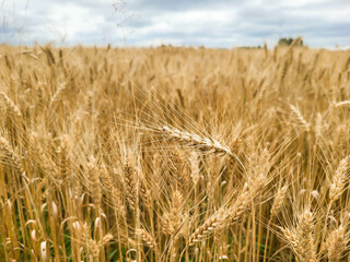 Ears of wheat, ready for harvest, growing in a farmer's field