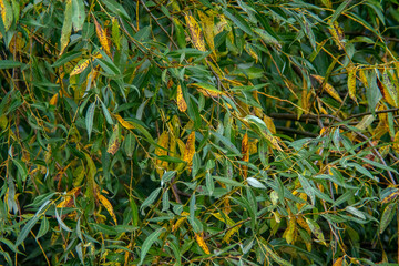 Willow leaves of different colors in the first days of autumn. In autumn, willow leaves change...