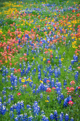 Spring wildflower in full bloom on rural country roadside in Texas Hill Country