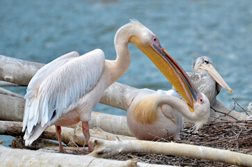 Courtship display of a pair of pelicans (Pelecanus onocrotalus) on nest and near of a pond