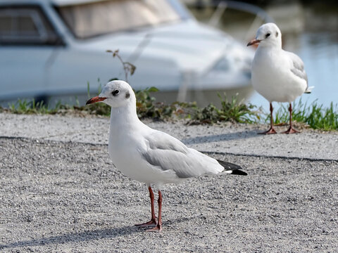 Closeup Black-headed Gulls (Chroicocephalus ridibundus) on ground in Somme Bay in France and seen from profile