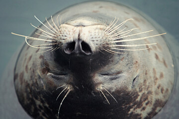 Sleeping Seal Floating Face Up - obrazy, fototapety, plakaty