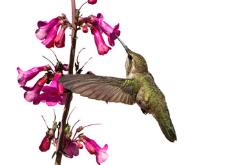 Black-chinned Hummingbird (Archilochus alexandri) High Resolution Photo, In Flight, Feeding on Parry's Penstemon (Penstemon parryi) Over a Transparent PNG Background - 783989157