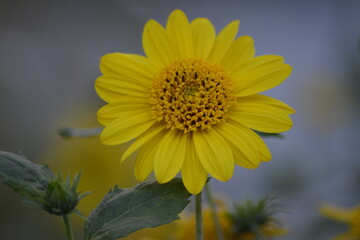 Eine blühende Blume in ihrer Natur