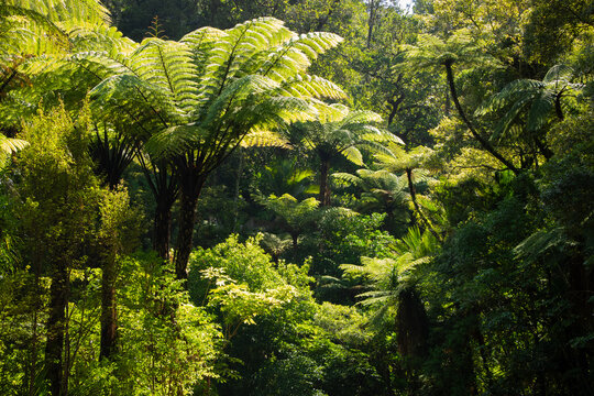 A New Zealand rainforest in Northland
