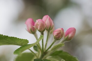 Pink and white flowers of an apple tree in spring on a blurred background