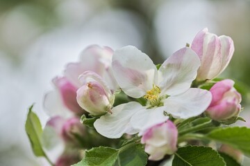 Close up of apple blossom in spring, selective focus,