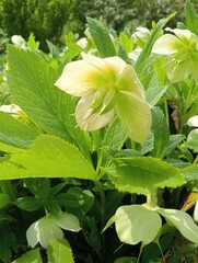 gentle spring unusual flower 