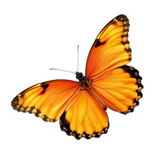 Beautiful Butterfly isolated on transparent background, PNG available