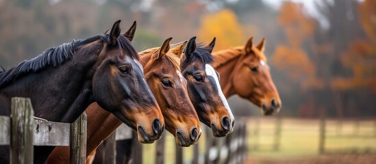 A close-up shot of rows of horses in a farm field behind a wooden fence. - obrazy, fototapety, plakaty