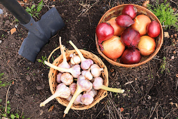 Garlic and onions in a basket in the spring garden. Preparation for planting in the village for growing environmentally friendly products. The concept of spring work in agriculture. 