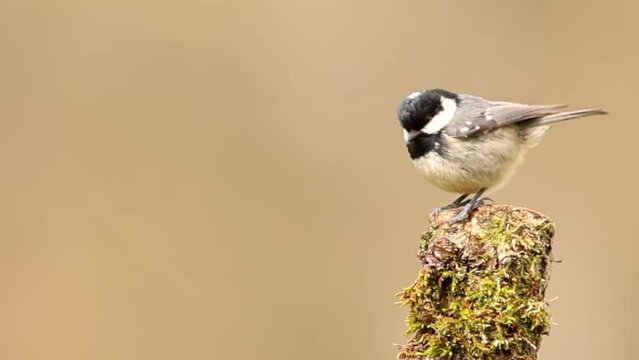 coal tit perched on a branch and flies away, periparus ater, passerine, paridae